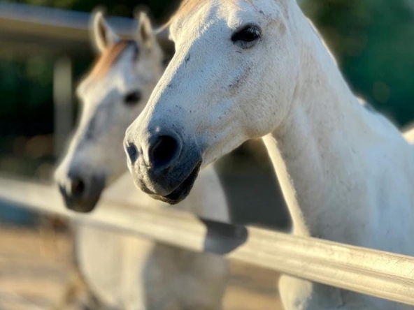 Big Sky Stable 2