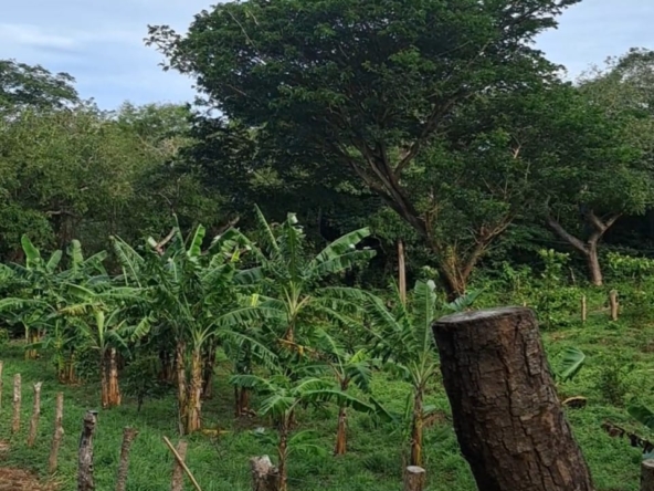 fruits_trees_El Capulin_farm_Horizonte_Nica