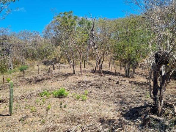 Lote COCO FJC- 4